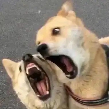 沙雕头像 | 你的身体里住着有趣灵魂