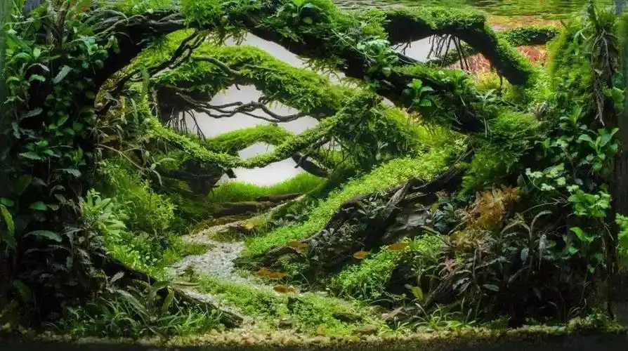 欧洲水草造景比赛2020年获奖作品欣赏完整版