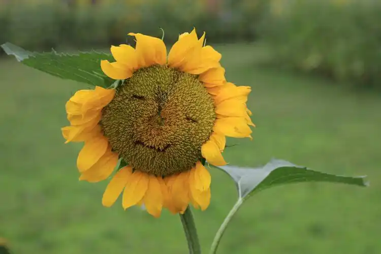 向日葵_太阳花 (奥林匹克森林公园北园)