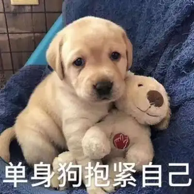 表情包头像搞笑图片 带文字的单身狗头像