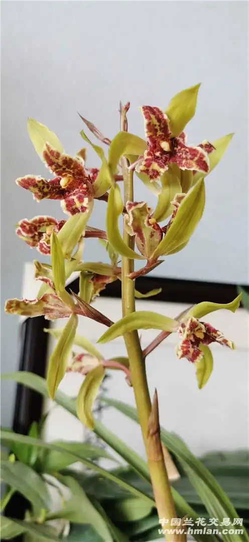 大叠彩-蕙兰篇-中国兰花交易网社区