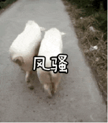 骚气十足的表情包这是什么骚操作好强的骚气