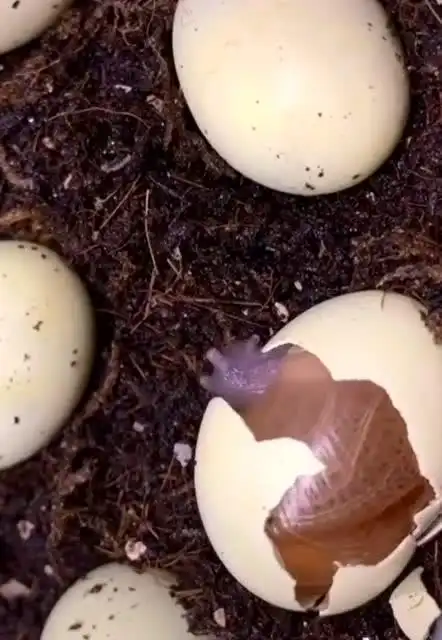 活了几十年,第一次看到蜗牛是这样出生的