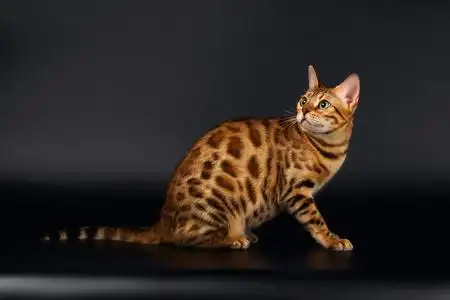 重新坐重新打开黑色的孟加拉猫照片