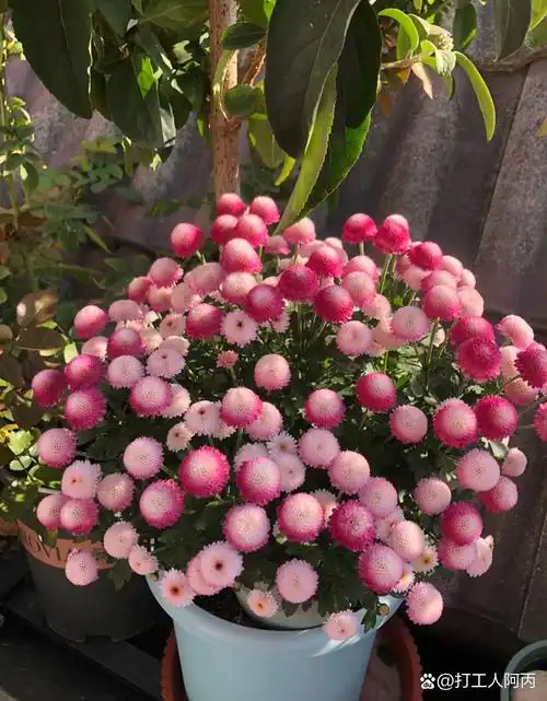 94 粉红色菊花盛开,如梦如幻的花海!