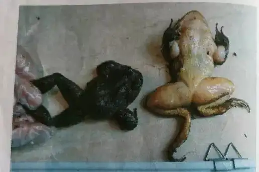 抓青蛙也犯法广西多人因此被抓好这口的梧州人注意了