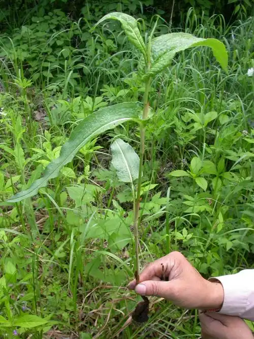 日月峡中草药1021拳参1