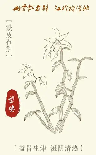 磐安中药材的战"疫"故事 ——铁皮石斛篇