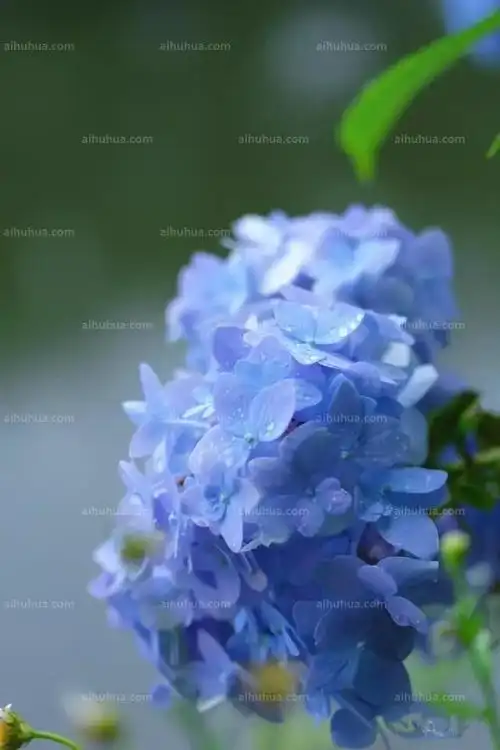 怎样调出无尽夏绣球纯纯的梦幻蓝色