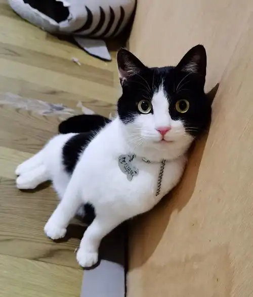 如何用手机拍好一只乌云盖雪的猫? - 知乎