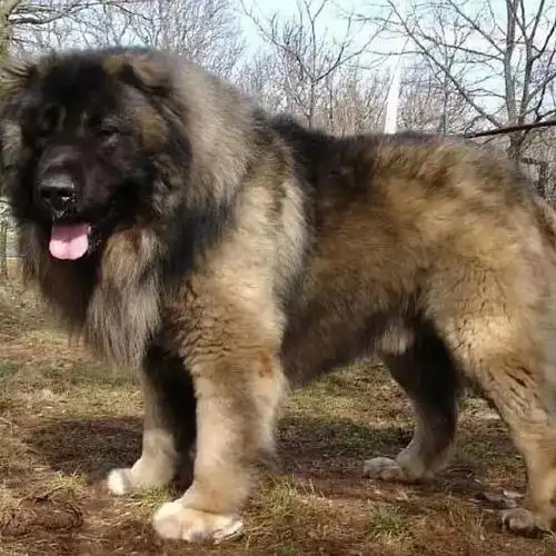 第二名,高加索犬