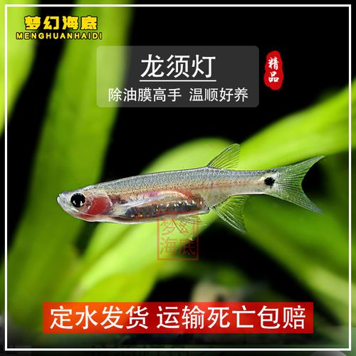 龙须灯鱼上层工具鱼除油膜小型热带鱼观赏鱼活泼喜群居灯科鱼类