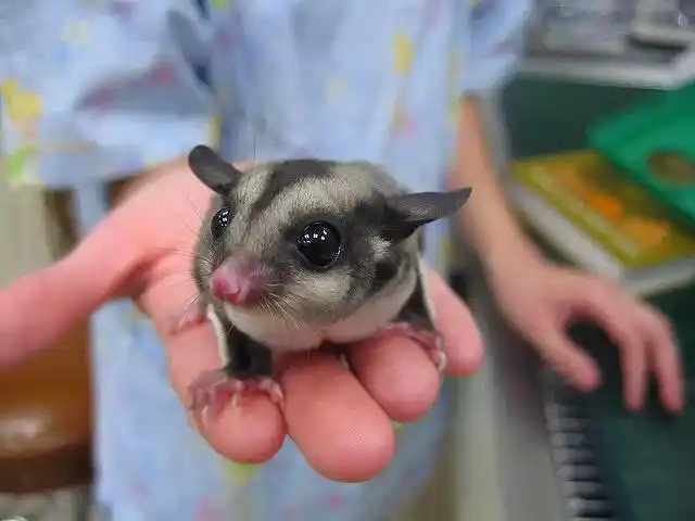 出袋才20天的蜜袋鼯怎么养最佳科普