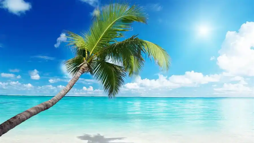 棕榈树海滩阳光明媚-夏季风光高清壁纸