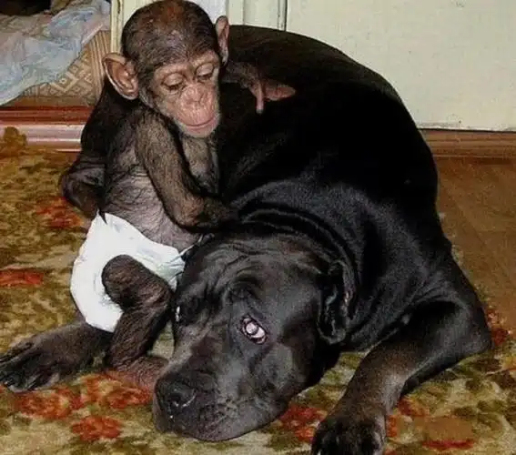 很多民众认为这对夫妻开设这样的动物园目的不单纯,然而实际上这几十