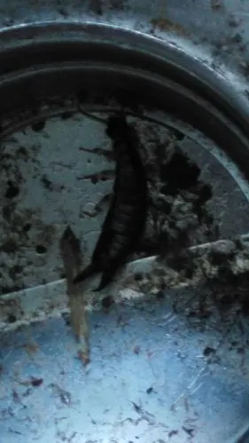 请问有谁知道这是什么虫子?