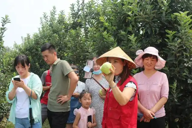 滑县王庄镇:特色种植结硕果 果园飘香欢笑多