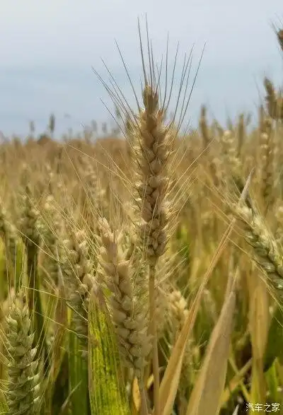 丰收的季节,丰收的麦穗