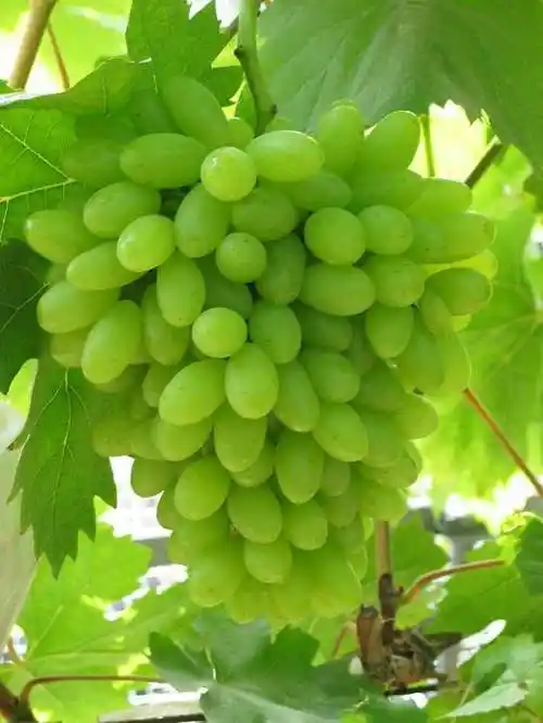 白鸡心葡萄种苗