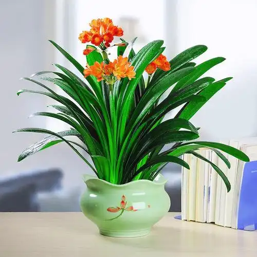 君子兰盆栽植物好养室内客厅办公室桌面花卉绿植花卉