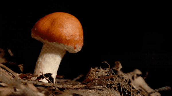 香港在很多人心目中可能是一个水泥森林,到处都是密集的高楼大厦.