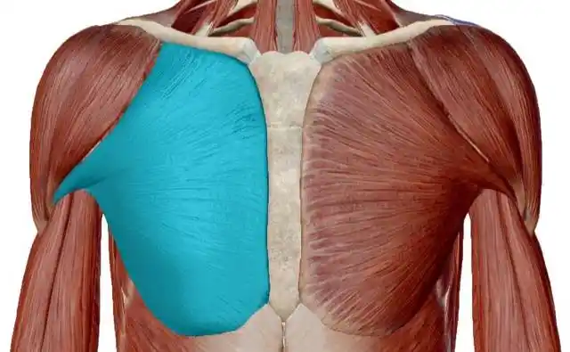 下面是胸大肌的解剖图