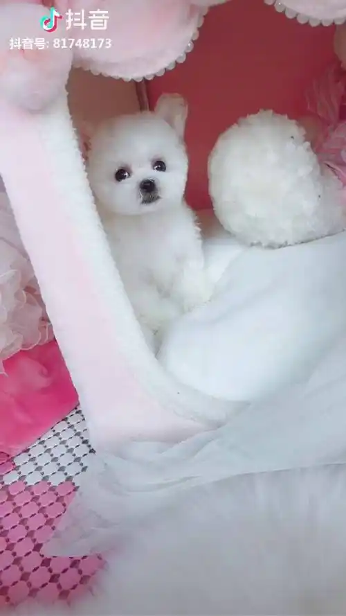 可爱的小奶狗茶杯犬萌宠茶杯犬飞耳泰迪萌宠萌不萌