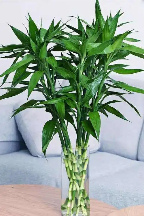 花瓶拍照手机摆放风水,家里养富贵竹,几根最吉利?