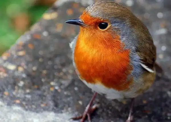 英国国宝是什么