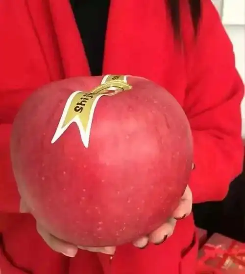 最大最贵的的世界一号苹果,一个要 228元