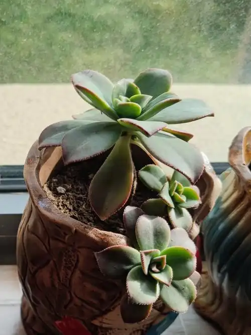 艳日辉群生老桩多肉