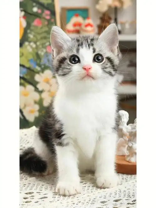 02起司弟弟01#美短加白起司猫
