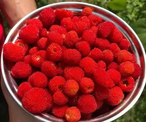 儿时记忆里的野果子城里人几乎没人见过全吃过的多半是80后