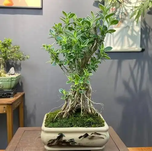 六月雪盆景制作与养护-六月雪盆景怎么做造型