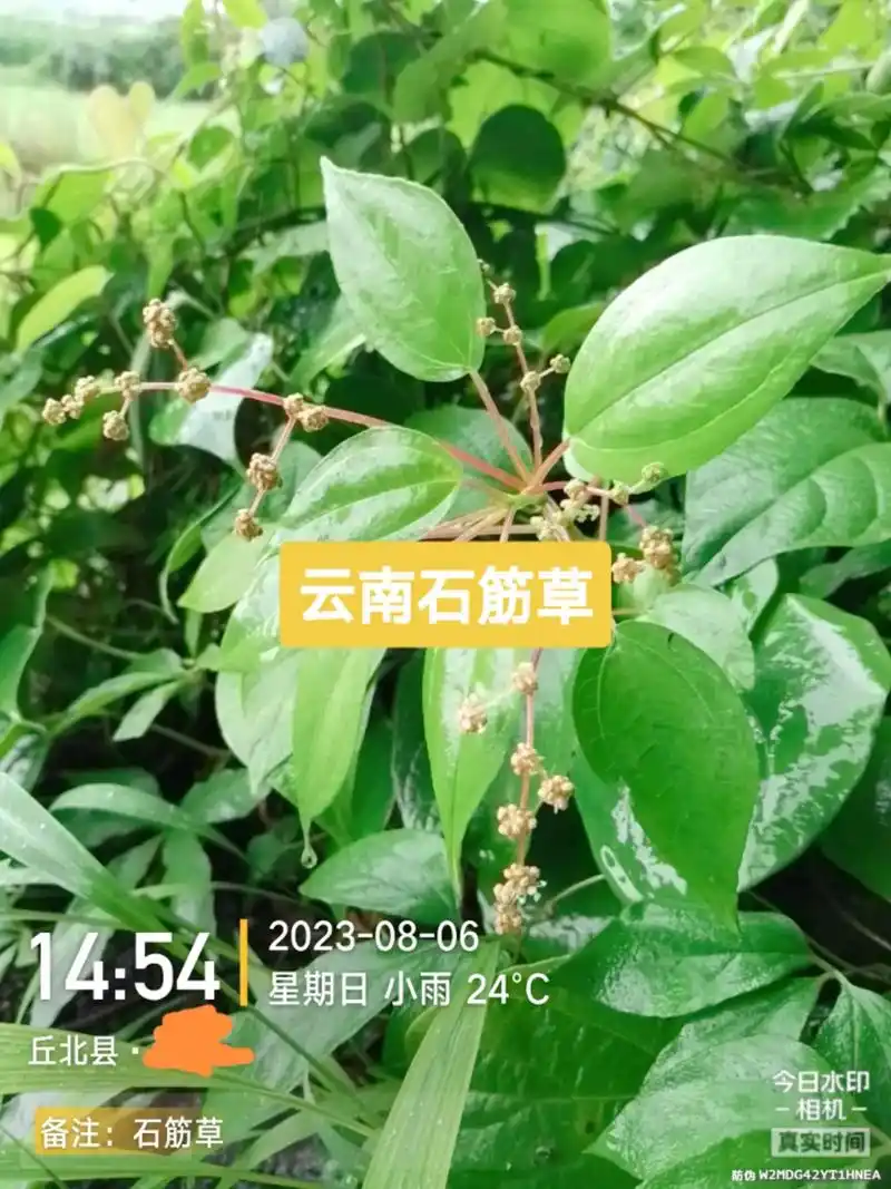石筋草也是一种跌打损伤方面的药材,同时也具有观赏 - 抖音