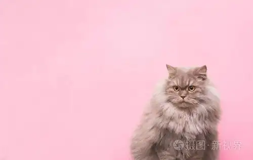 美丽的成年猫,粉红色的背景和一个地方的文字在右边. 宠物概