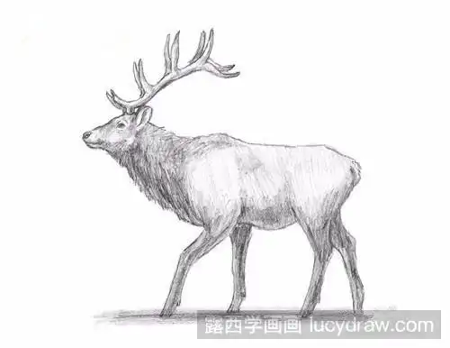 麋鹿素描教程-露西学画画