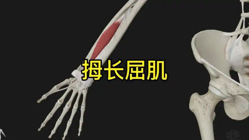 解剖大师# 拇长屈肌的功能解剖
