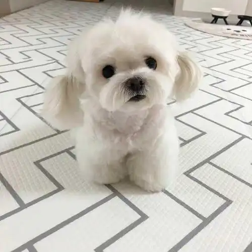 千年历史的贵族犬,马尔济斯可爱又小巧,为什么大家都不愿意养?