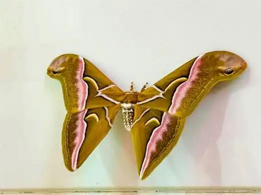 我区首次发现眉纹天蚕蛾