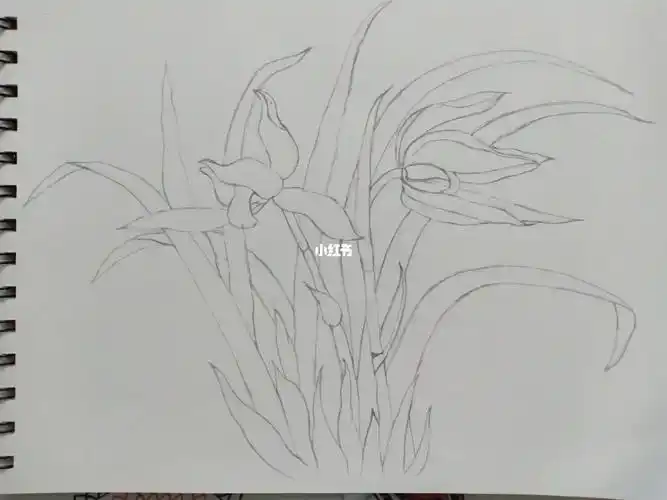 针管笔临摹兰花