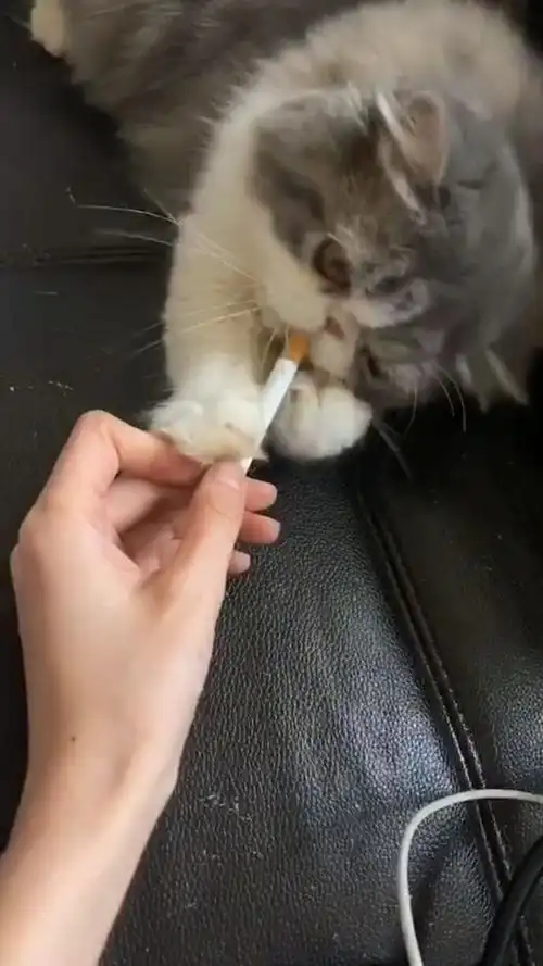 猫咪:给烟 怎么不给火啊@{uid:1502349662339070,nick:经�%