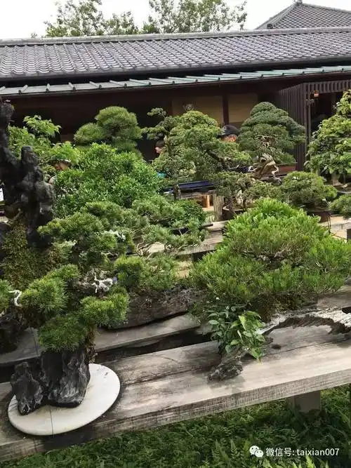 精美日式盆景园录