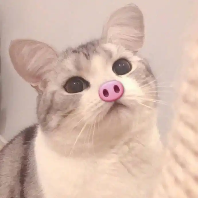 好看的猫咪情侣头像