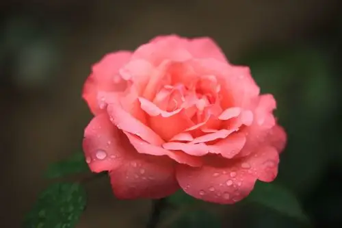 愿做尘世一朵花