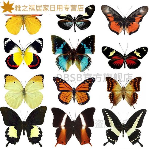碧蓝仕(bilanshi)昆虫标本 小动物真虫 天然古生物昆虫蝴蝶标本真蝴蝶