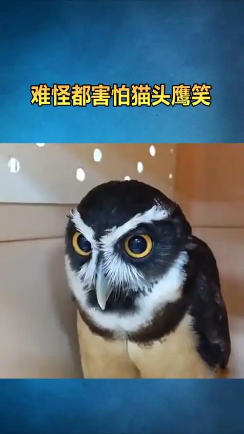 明明做好了心理准备,当猫头鹰笑的那一刻,我还是慌了