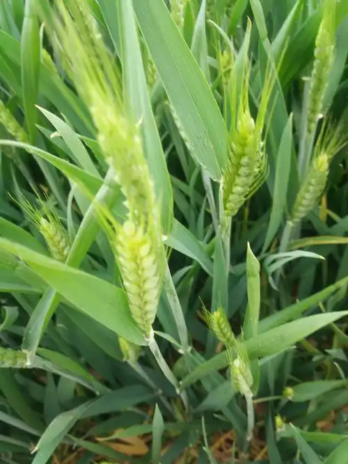 生活随笔亲亲麦苗