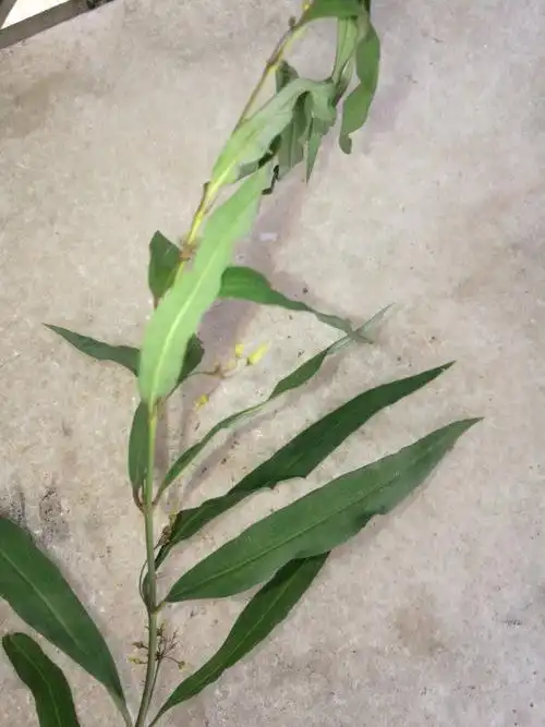 农村有种药名叫接骨草,实际草药名字叫什么?