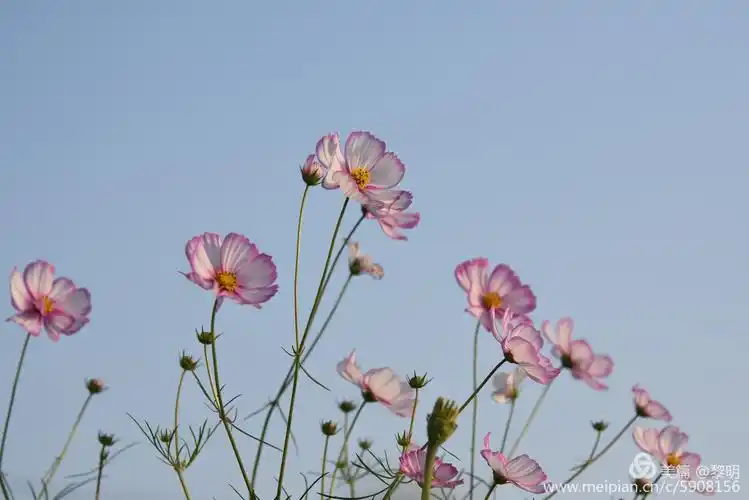 金山如坏4一路芬芳